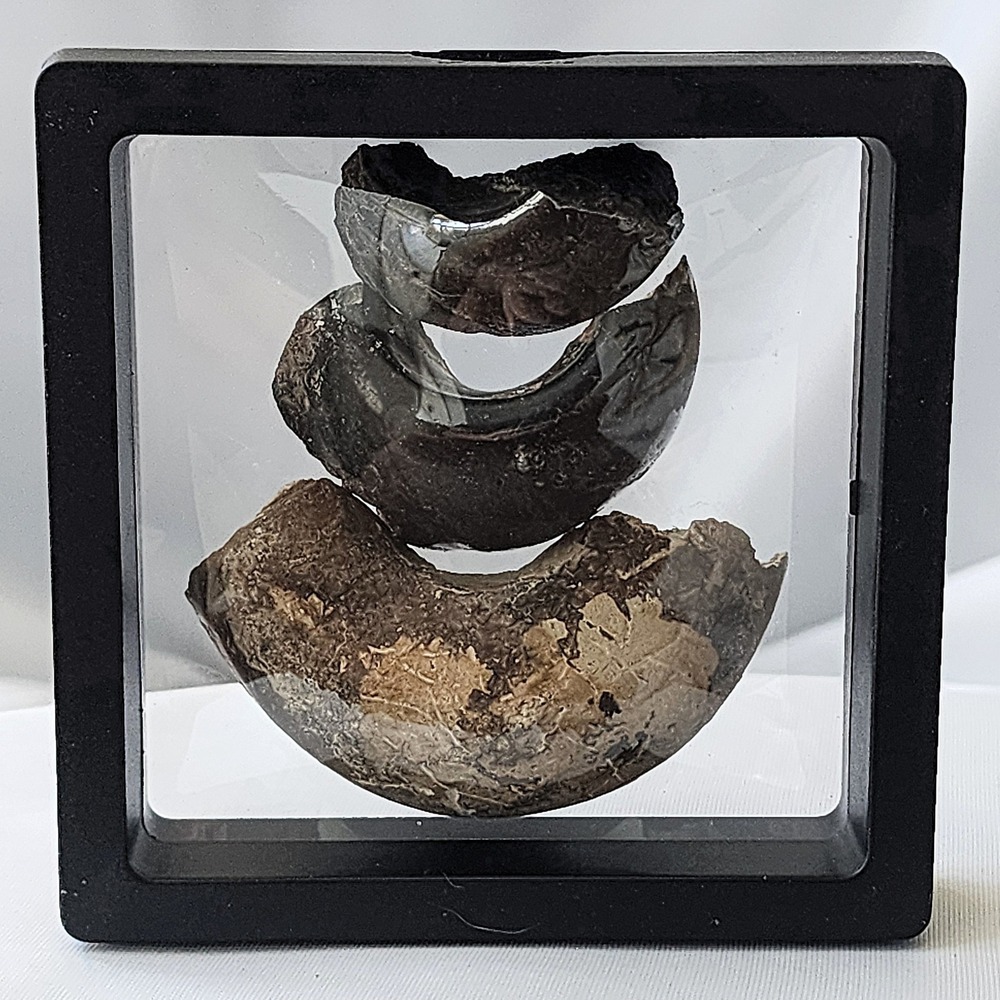 Late‎ Cretaceous Period Exogyra Oyster Fossil Devils Toenails Extinct Mached set